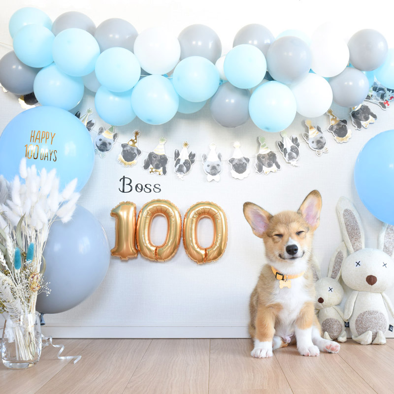 100 Day Celebration For Dogs わんちゃんの100日お祝い